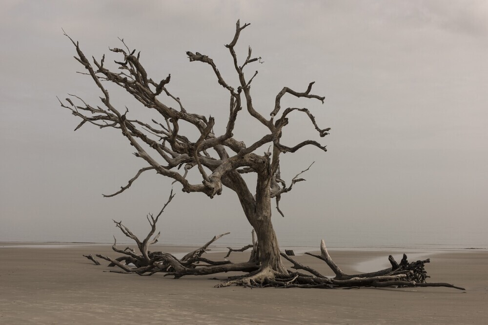 image of a dying tree standing tall in the desert waiting for rain to fall to satisfy its hope and loneliness.